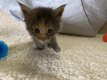 4 magnifique chatons Maine coon sont à vendre