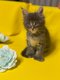 4 magnifique chatons Maine coon sont à vendre