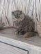 Magnifique bébés disponibles