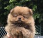 Chiot petit spitz