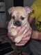 2chiots chihuahua