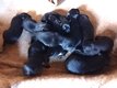 Chiots berger allemand, Pups duitse herder