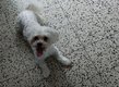 Bichons maltais adulte à replacer