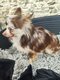Chihuahua mâle
