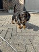 Chiots teckel poil long