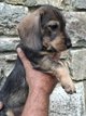 ❤️magnifique bébés teckels poil dur