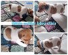 Chiots Jack Russel