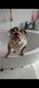 Bulldog anglais