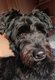 Croisé Bouvier des Flandres à donner