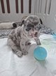 Bébé Bouledogue français