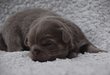 Chiot Pédigrée FCI long poil