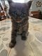 Magnifique Maine coon a réserver