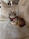 Femelle chihuahua