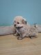Croisés Spitz-Bichon