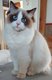 Chatons Ragdoll de toute beauté