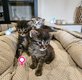 Maine coon