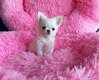 Mini femelle blanche chiot chihuahua