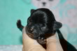 Superbe chiot male noir pc pedigree