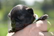 Superbe chiot male noir pc pedigree Saint-Hubert