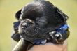 Superbe chiot male noir pc pedigree Saint-Hubert