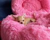 Magnifique chiots chihuahua