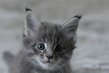 Mâle Maine Coon Bleu silver mackerel tabby