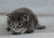 Mâle Maine Coon Bleu blotched tabby