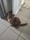 Femelle Exotic Shorthair de 3 ans