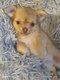 Chiots chihuahua longs poils
