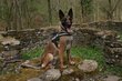 Femelle berger malinois