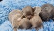 Superbes Chiots chihuahua