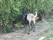 Magnifique Malinoise à donner