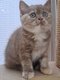 4 chatonnes British Shorthair attendent leur...