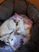 Magnifiques bébés Oriental Shortair pure race