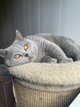 British Shorthair bleu