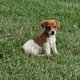 Jack Russell