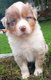 Chiots Berger Australien