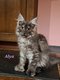 Maine coon