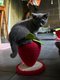 Chaton chartreux