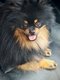 Spitz nain et petit pour saillie
