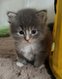 Magnifiques chatons maine coon à réserver