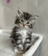 Magnifiques chatons maine coon à réserver