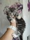 Magnifiques chatons maine coon à réserver