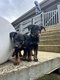 Beaucerons pure race