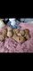 Chiots golden retrievers pedigree Saint-Hubert