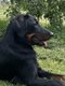 Jeune beauceronne