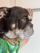 Bouledogue anglais