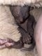 Donskoy - Sphynx du Don