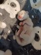 Magnifiques chatons siamois