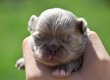 Superbes chiots males lavande pl